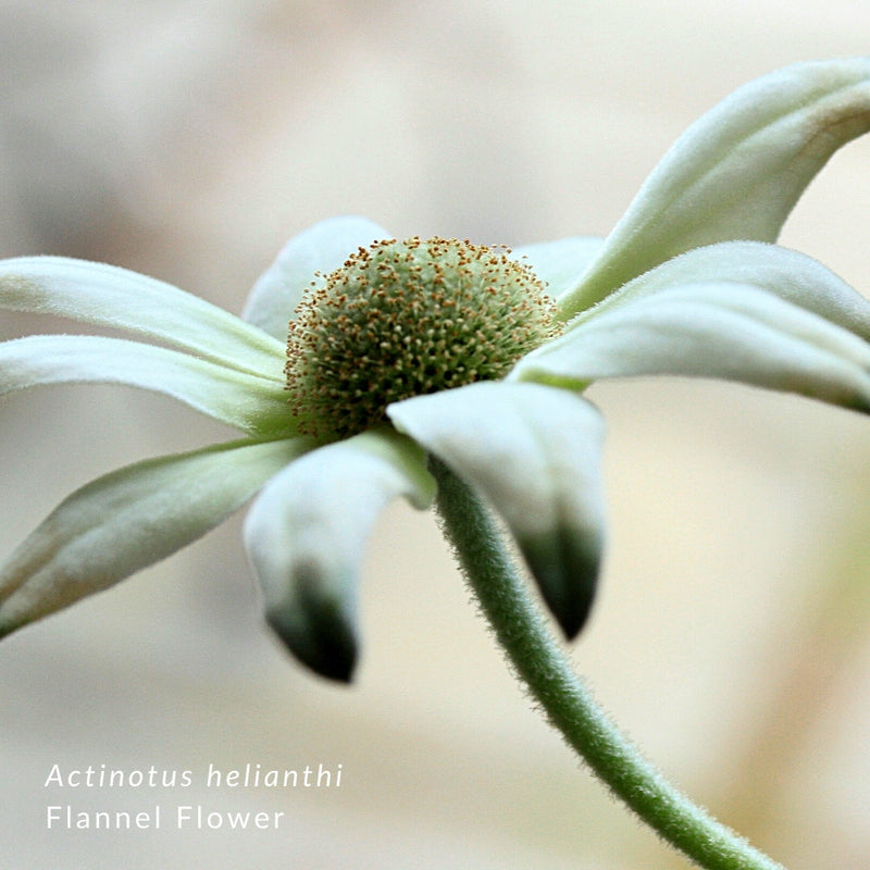 NATIVE EXTRACTS Flannel Flower Plant 