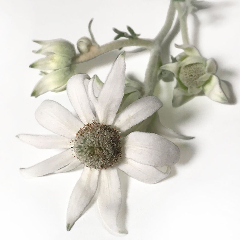 Flannel Flower Cellular Extract
