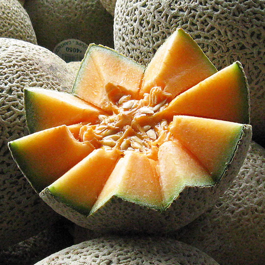 Complete List Of Plant Extracts Page 2 NATIVE EXTRACTS complete-list-of-plant-extracts-page-2-native-extracts