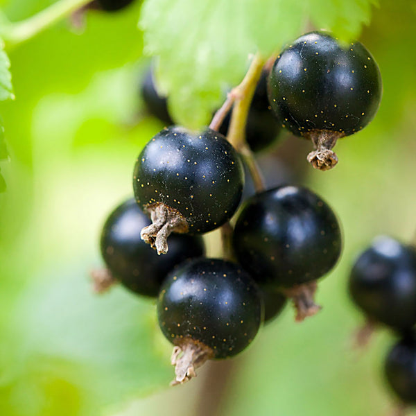 Black Currant Cellular Extract