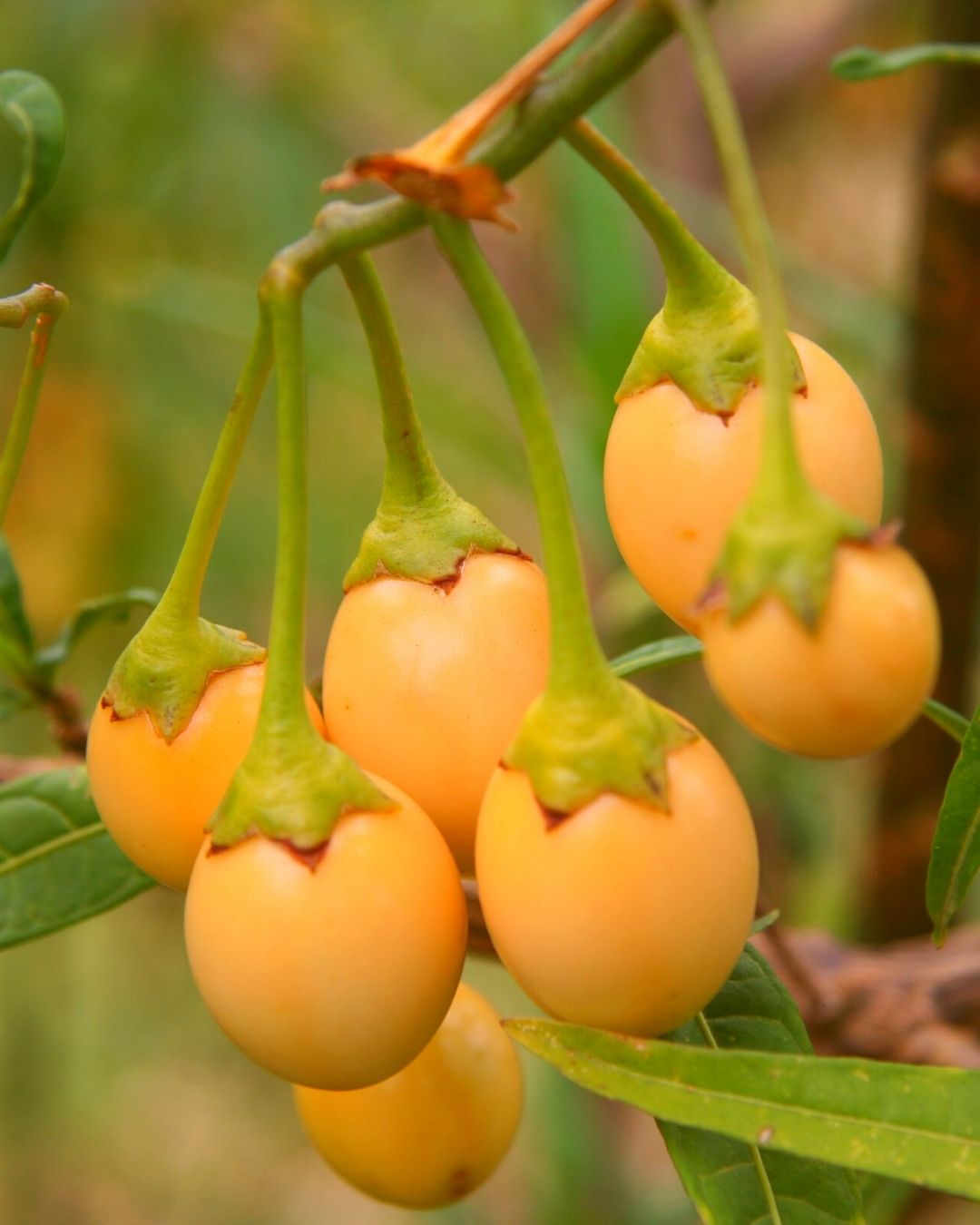 Kangaroo Apple Cellular Extract NATIVE EXTRACTS