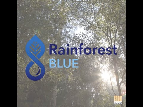 Rainforest Blue Oil