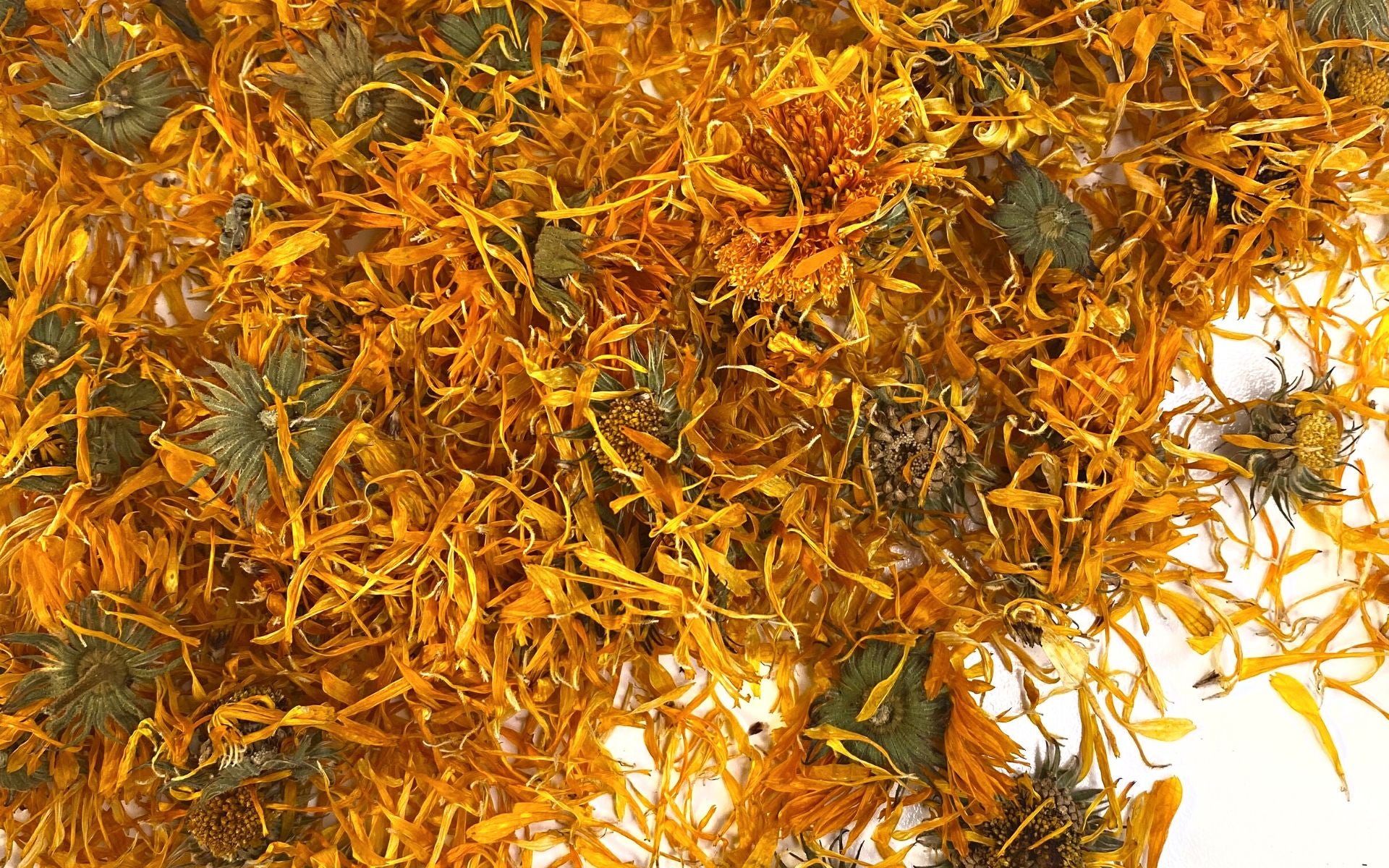 Calendula – A Little Bit of Sunshine – NATIVE EXTRACTS