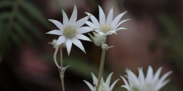 Glow – NATIVE EXTRACTS