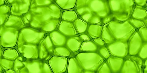 Pioneering Cellular Extraction: The Future of ingredients is Green Science