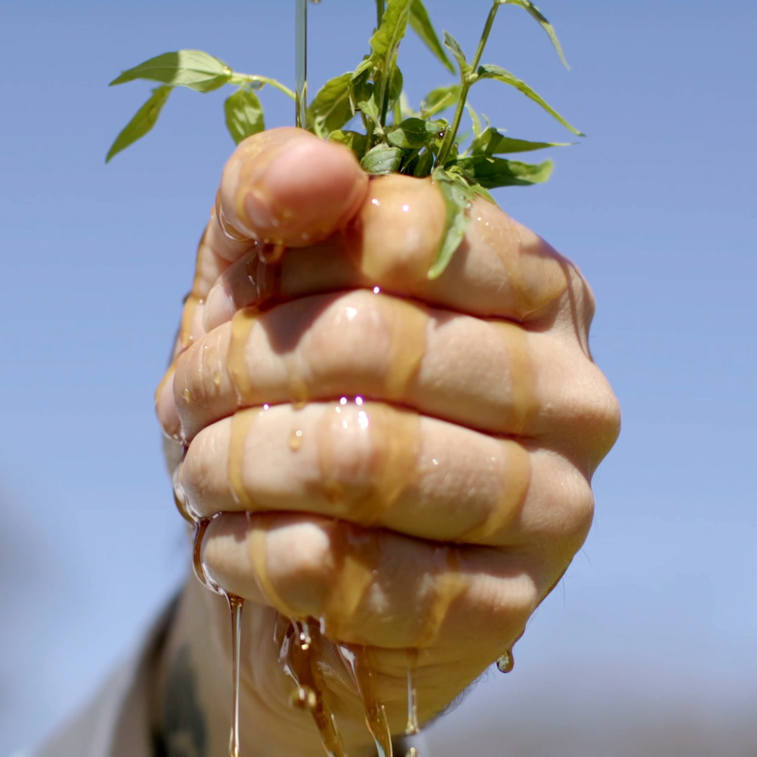 River Mint Close Up | NATIVE EXTRACTS