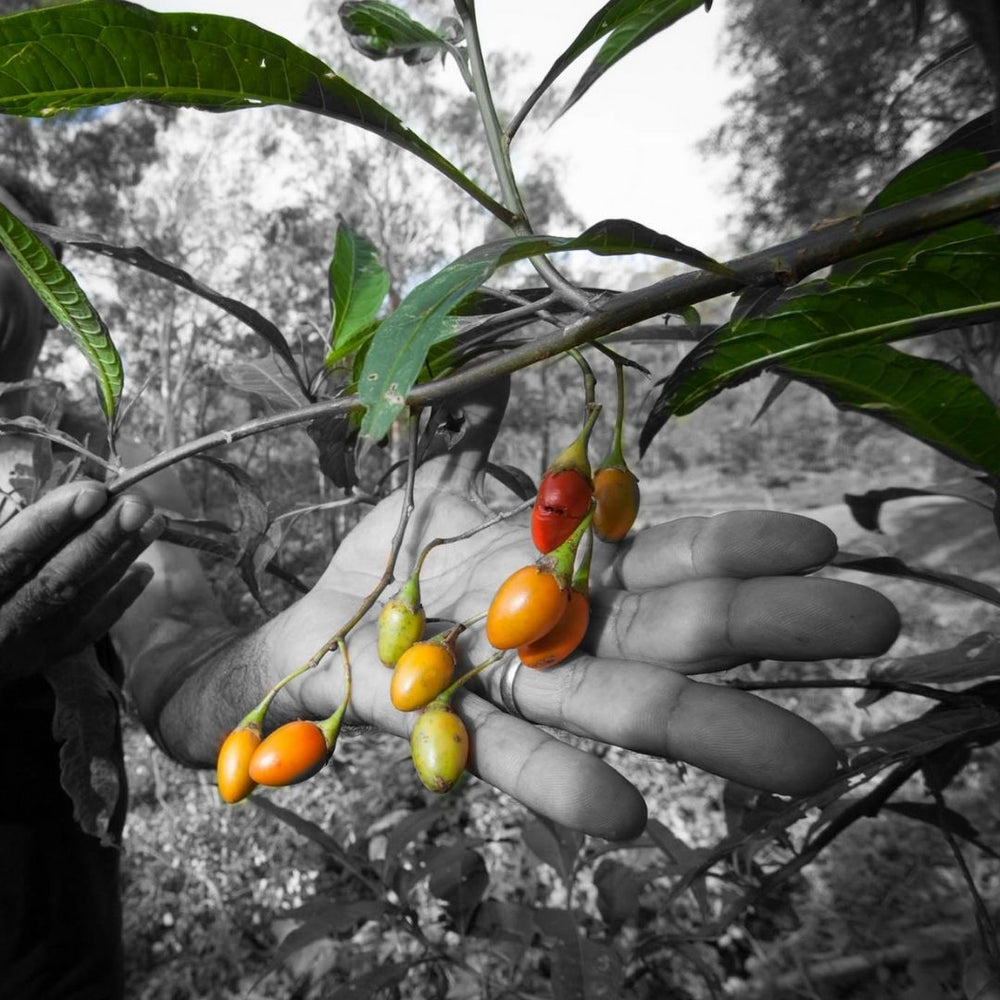 NATIVE EXTRACTS | True to Nature Botanical Extract Manufacturer