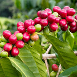 Rich red coffee fruit berries growing on a brach, scientifically known as Coffea arabica