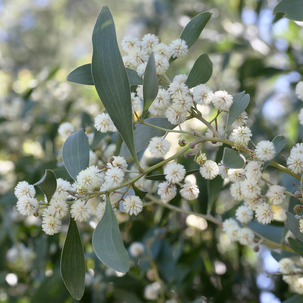 Australian native blackwood wattle with fluffy white flowers, scientifically names Acacia melanoxylon