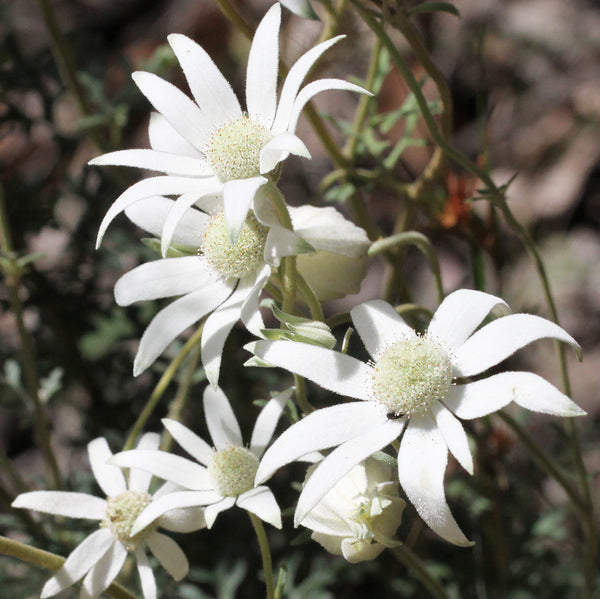 Flannel flower with soft white petals and the flowerhead is made up of globe-like clusters of tiny flowers. Scientifically known as Actinotus helianthi creates NATIVE EXTRACTS Flannel Flower Cellular Extract