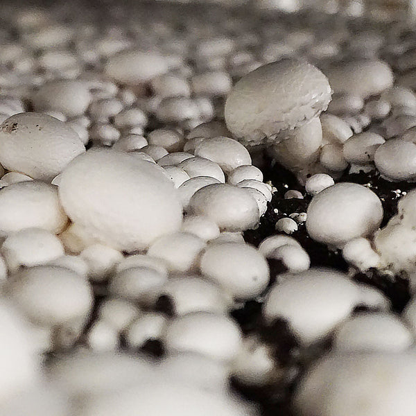 The Portobello Mushroom (Agaricus bisporus (A. bisporus) Imbach) is white and grows in multiudes, and is used to create the Native Extracts Portobello Mushroom Cellular Extract.