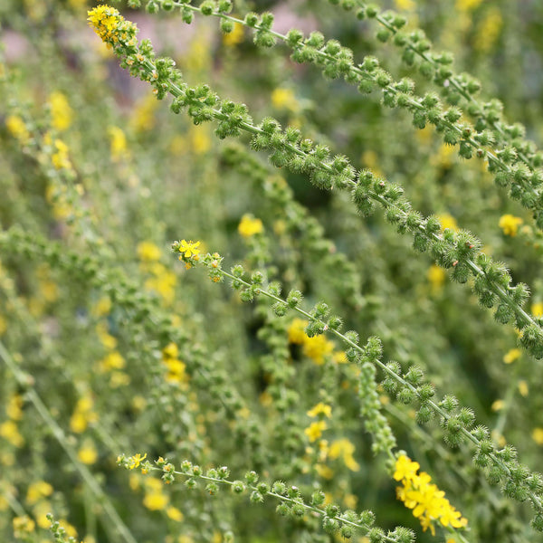 The Agrimony plant, with small yellow flowers. 