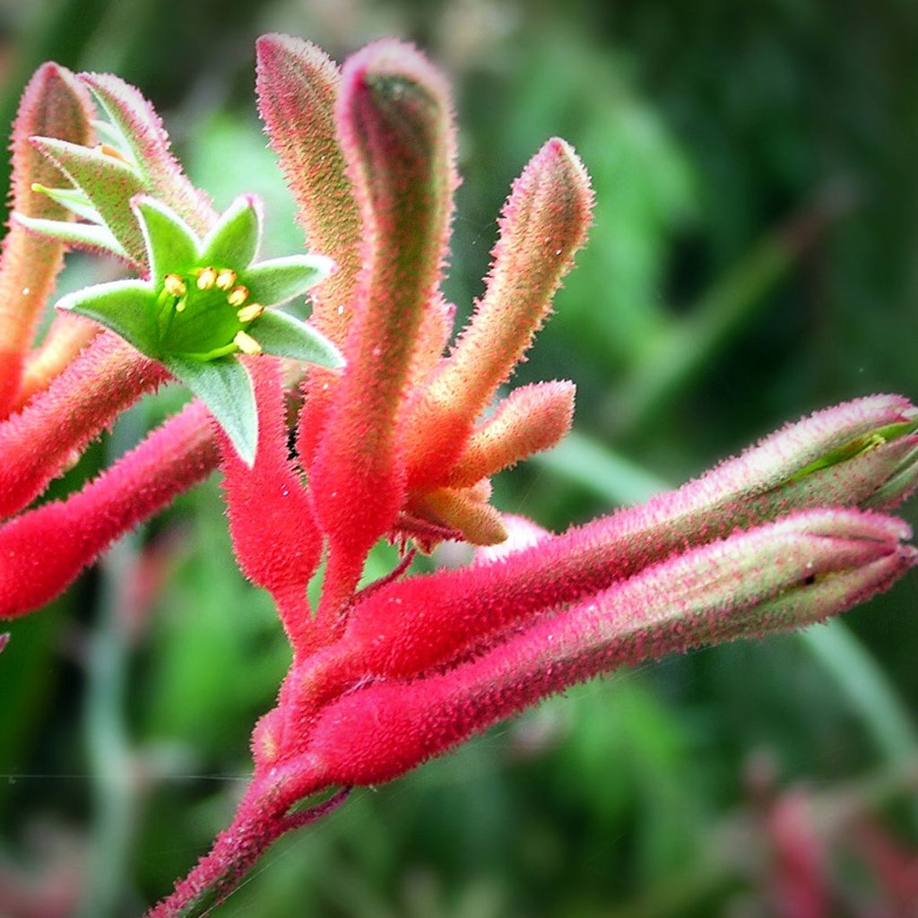 FLICKR-Anigozanthos-flavidus-