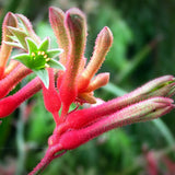 Australian Native Kangaroo flower bright red in colour, with fury flower heads shaped like a kangaroo's paw. Scientifically known as Anigozanthos flavidus, it creates NATIVE EXTRACTS Kangaroo Paw Cellular Extract