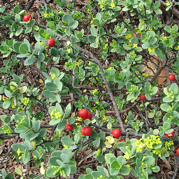 Bearberry leaf plant with bright red berries, scientifically named Arctostaphylos uva-ursi
