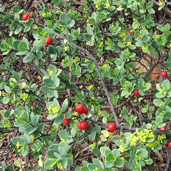 Bearberry Leaf Cellular Extract