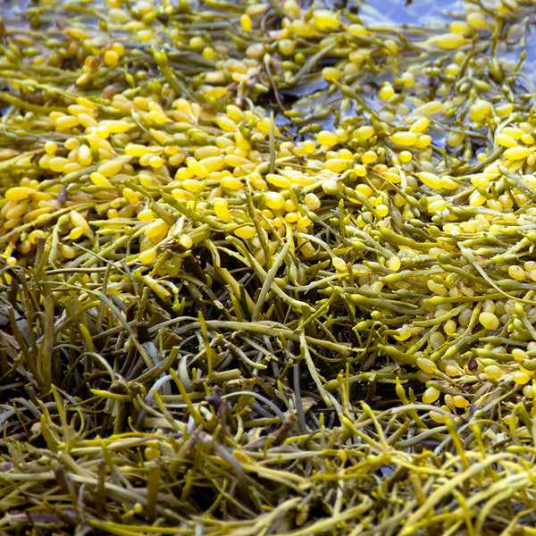 Atlantic Kelp with long strap like fronds with large egg-shaped air bladders, yellow to grren in colour
