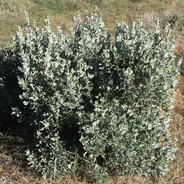 The Salt Bush plant, also known as Old Man Saltbush, Creeping Saltbush, or Tjilyi-tjilyi (“Purngep” or “Binga”), (Atriplex nummularia), is a grey-blue bush that looks like common shrubbery, and is used to create the Native Extracts Salt Bush Cellular Extract.