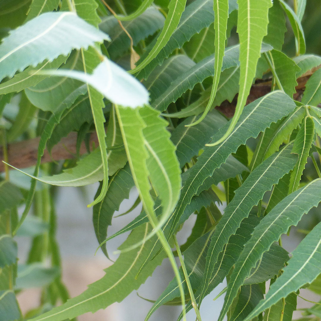 Neem Leaf Cellular Extract – NATIVE EXTRACTS