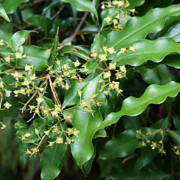 Close up of the Aniseed Myrtle leaf vibrant green in colour