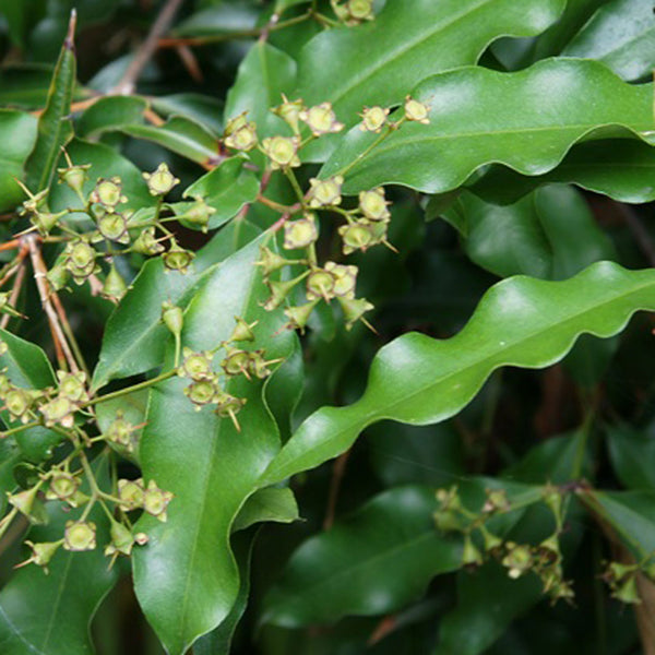 Close up of the Aniseed Myrtle leaf vibrant green in colour
