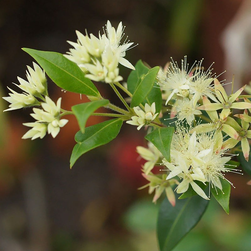 cinnamon myrtle plant Cinnamon Myrtle Cellular Extract – NATIVE EXTRACTS