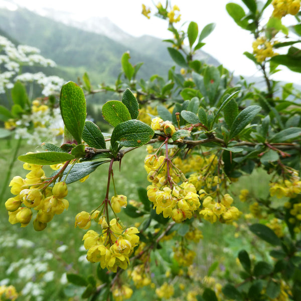 Barberry tree with bright yellow flowers