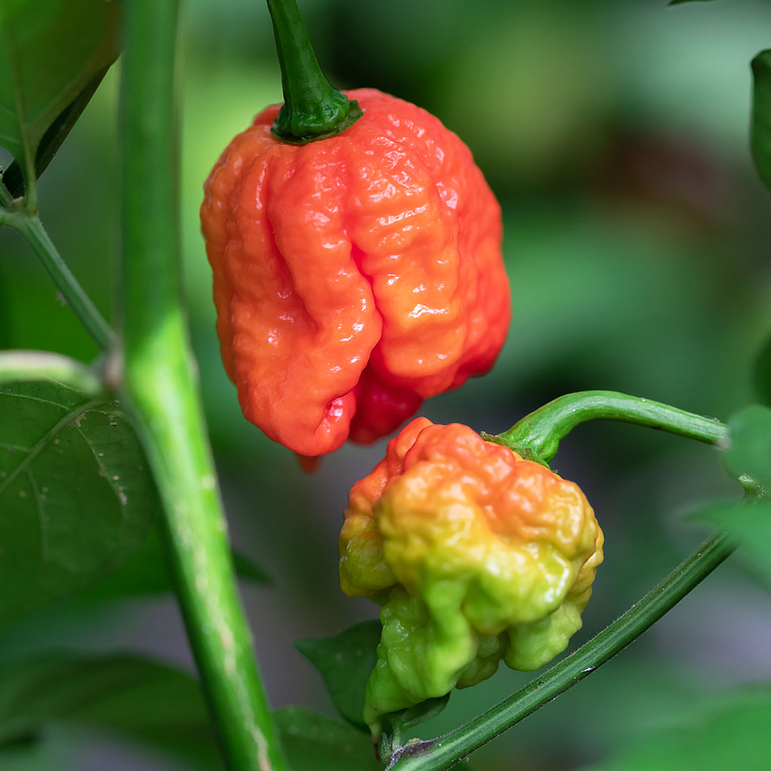 Carolina Reaper Cellular Extract – NATIVE EXTRACTS