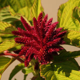 The Quinoa plant (Chenopodium quinoa) is used to create the Native Extracts Quinoa Cellular Extract.