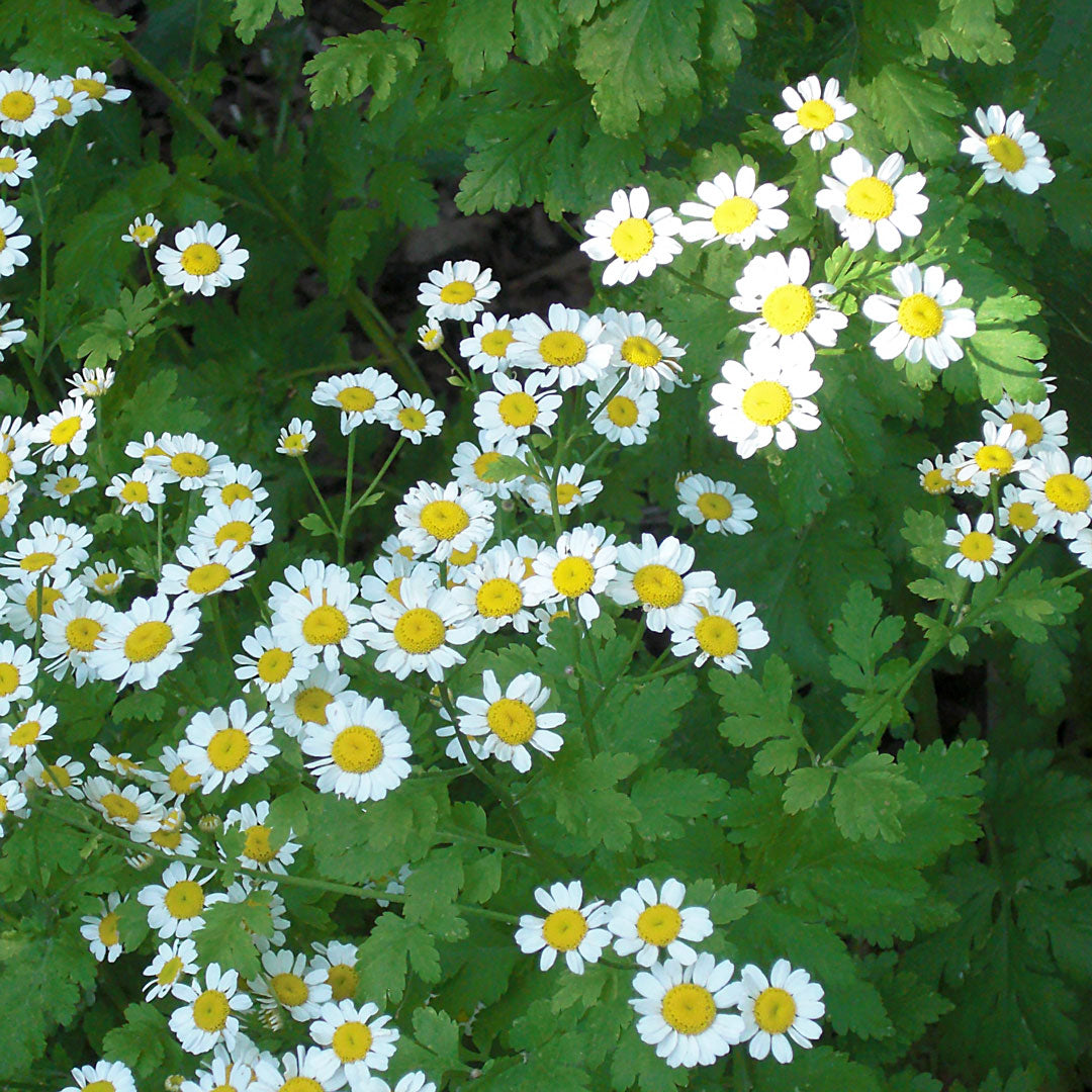 Feverfew Cellular Extract NATIVE EXTRACTS