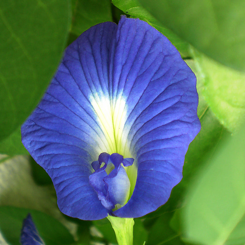 BUTTERFLY PEA FLOWER