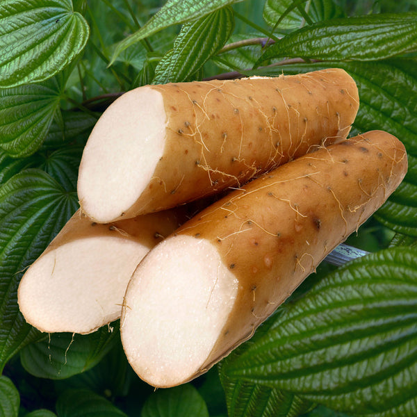 Wild Yam root scientifically known as Dioscorea villosa superimposed over the wild yam bright green leaves