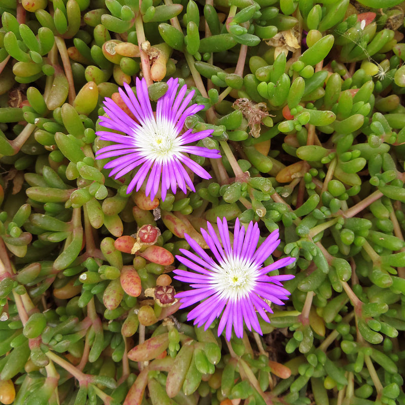 Karkalla leaves that are three-sided in cross-section with a rounded lower angle and bright purple daisy like fkowers. Scientifically known as Disphyma crassifolium created NATIVE EXTRACTS Karkalla Cellular Extract