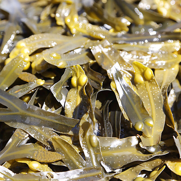 Kelp (Bladderwrack) known for their branching fronds with prominent midrib and conspicuous bladder-like floats are olive green in colour. Scientifically known as Fucus vesiculosus creates NATIVE EXTRACTS Kelp (Bladderwrack) Cellular Extract