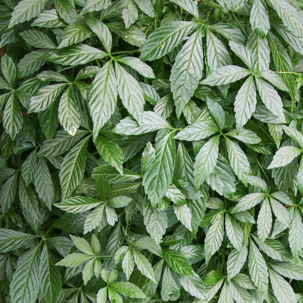 Close up of Jiaogulan serrated green leaves, scientifically known as Gynostemma pentaphyllum, created NATIVE EXTRACTS Jiaogulan Cellular Extract