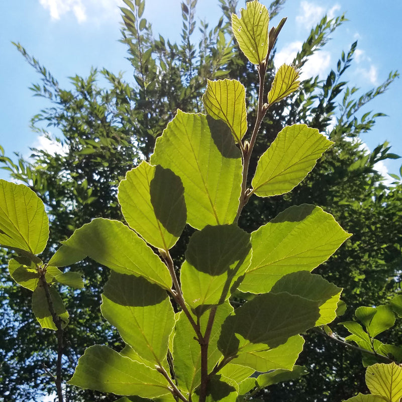 Witchhazel Cellular Extract