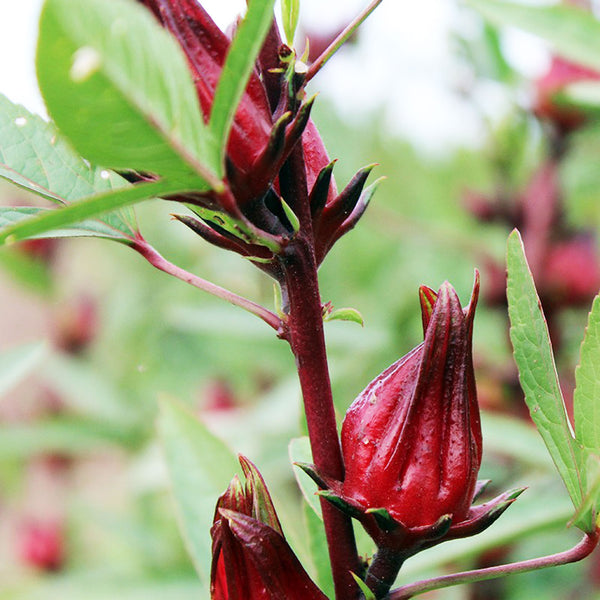 The Rosella flower (Hibiscus sabdariffa), which has a red bulb shaped base and pointed top, is used to create the Native Extracts Rosella Cellular Extract.