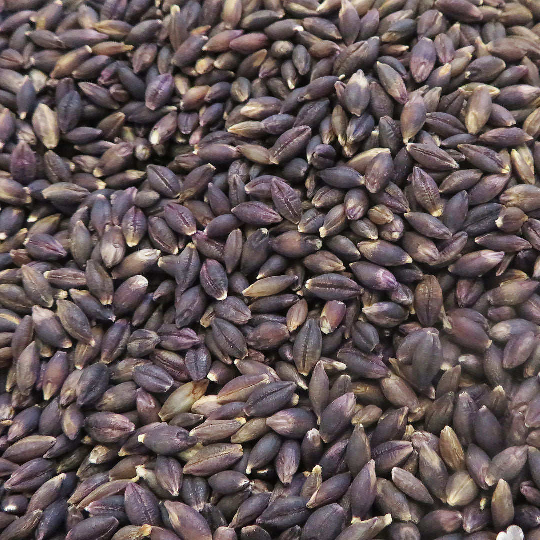 Barley Cellular Extract – NATIVE EXTRACTS