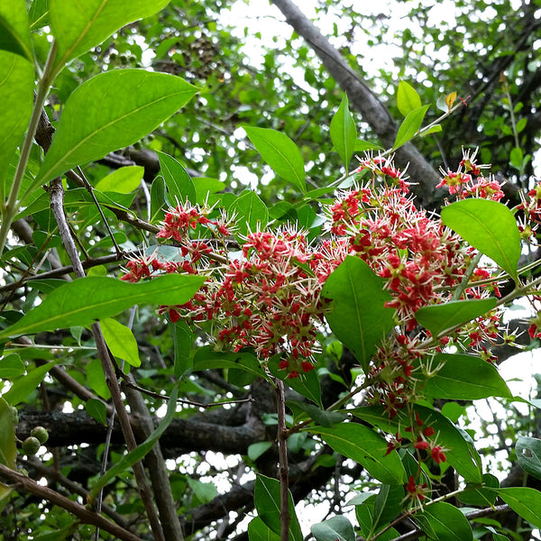 Henna plant, bright green oval shaped leaves, the flowers are delicate and petite with four petals and elongated stamens. Scientifically known as Lawsonia inermis, it creates NATIVE EXTRACTS Henna Cellular Extract
