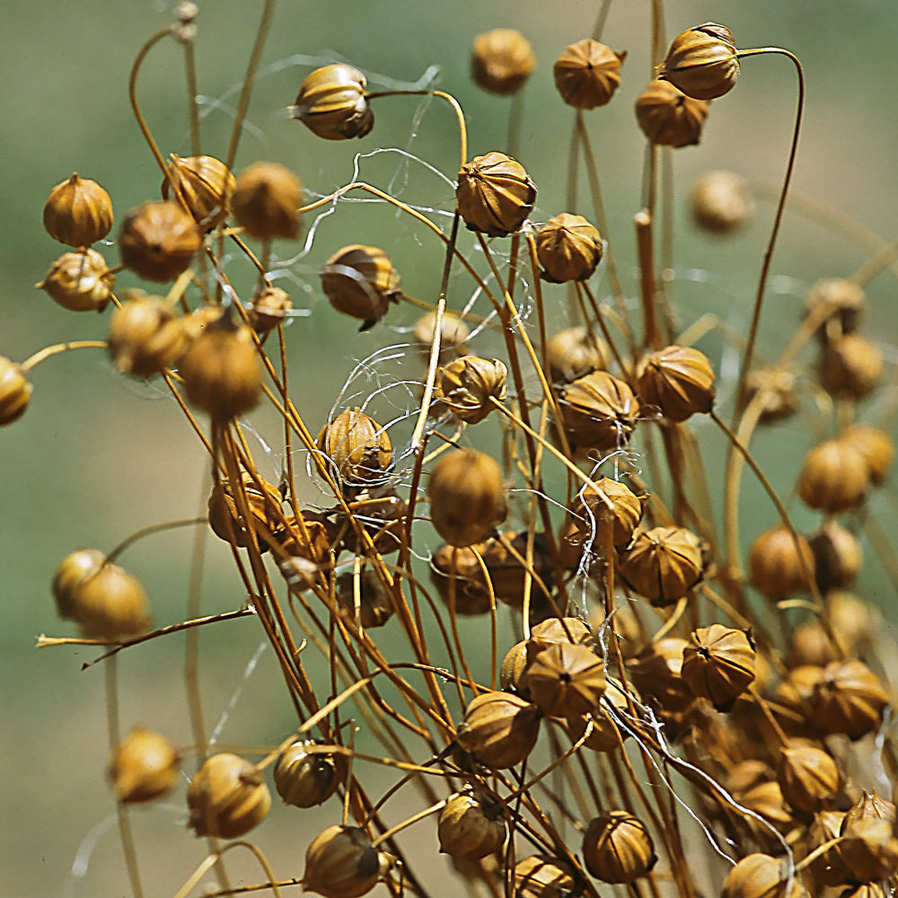flax seed plant photo Flaxseed Cellular Extract – NATIVE EXTRACTS