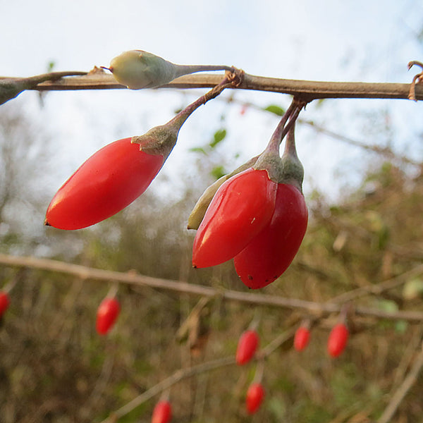 Bright red Goji berries growing and a branch, scientifically known as Lucium barbarum creares NATIVE EXTRACTS Goji Berry Cellular Extract