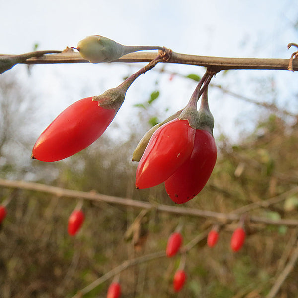 Goji Berry Cellular Extract