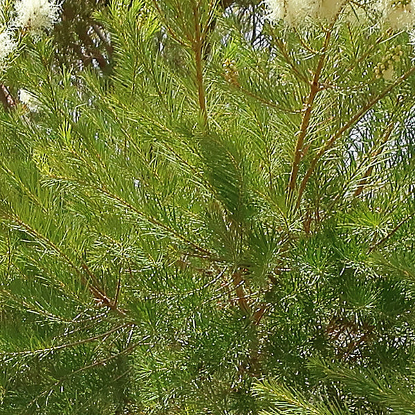 Tea Tree leaves (Melaluca alternifolia), which are thin and green, are used to create the Native Extracts Tea Tree Cellular Extract.