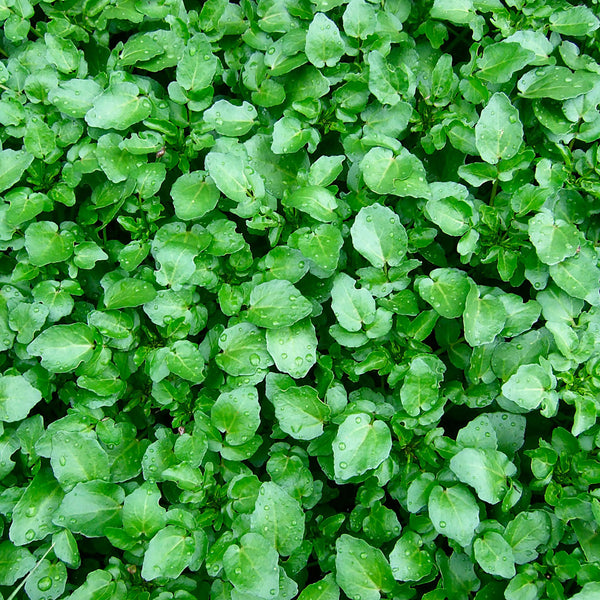 Watercress Leaf Cellular Extract