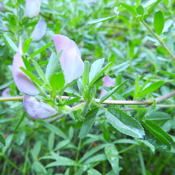 The Restharrow plant (Ononis spinosa), has green leaves and light purple flowers, however it is the plants’ root that is used to create the Native Extracts Restharrow Cellular Extract.
