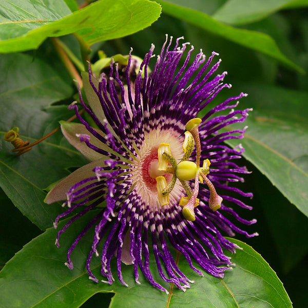 The Passionflower (assiflora incarnata), with large flowers that are purple, with a pink and light green centre, are used to create the Native Extracts Passionflower Cellular Extract.