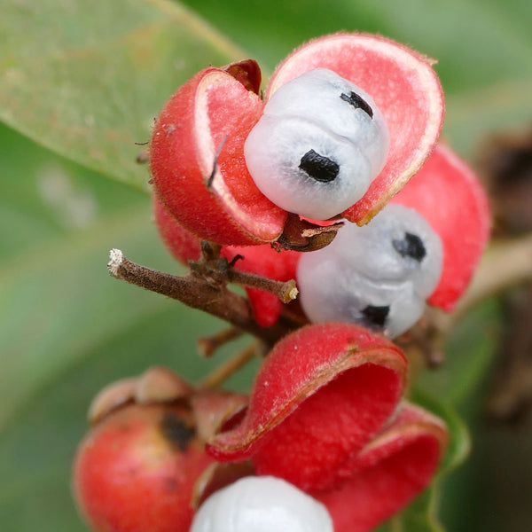 Guarana fruit red in colur with black seeds that are partly covered by white arils, scientifically known as Paullinia cupana, creates NATIVE EXTRACTS Guarana Cellular Extract
