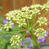 Parsley (Petroselinum sativum), with small light yellow flowers, is used to create the Native Extracts Parsley Seed Cellular Extract.