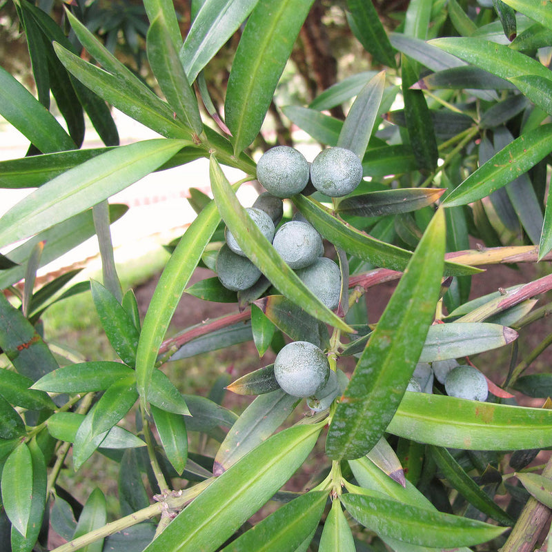 Deep purple Illawarra plums growing, scientifically known as Podocarpus elatus creates NATIVE EXTRACTS Illawarra Plum Cellular Extract