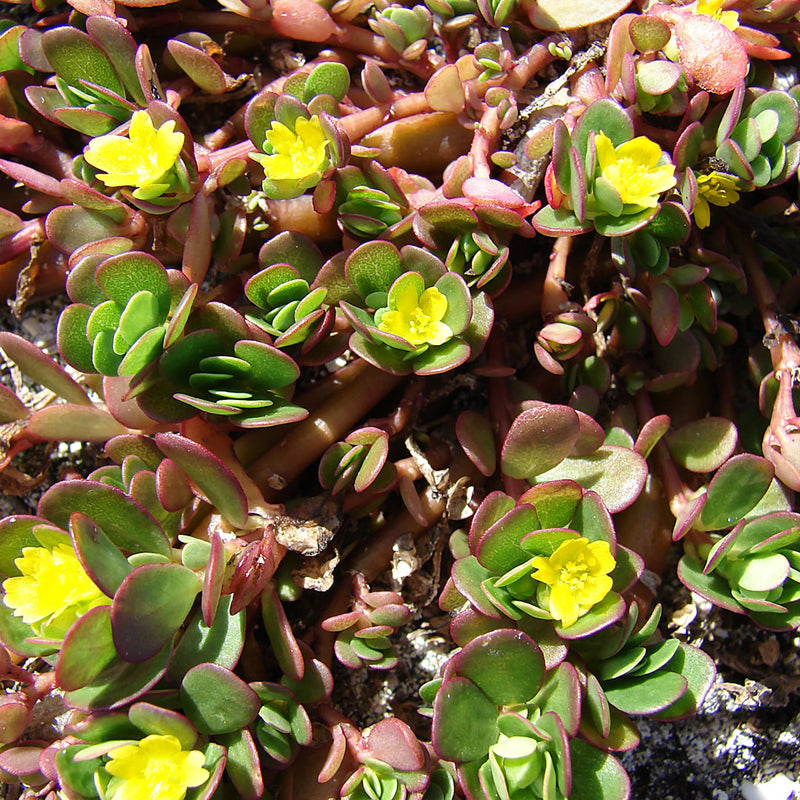 Purslane (Portulaca oleracea) has thick round green leaves, some yellow centres, is used to create the Native Extracts Purslane Cellular Extract.